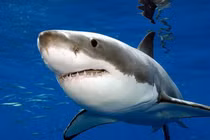 Kinh hoàng khoảnh khắc chạm trán cá mập trắng khổng lồ