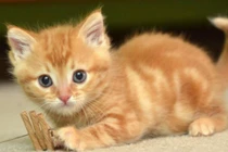 3 con giáp vận khí ngút trời, cơ hội thăng tiến vùn vụt