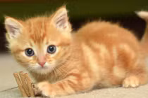 3 con giáp vận khí ngút trời, cơ hội thăng tiến vùn vụt