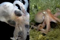 Choáng váng với loài sinh vật sống ở vùng nước lạnh nhất thế giới