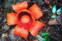 Loài hoa đến từ thế giới khác