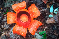 Loài hoa đến từ thế giới khác