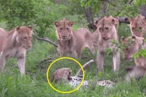 Chó nhà phản đòn, tử chiến với báo hoa mai và cái kết