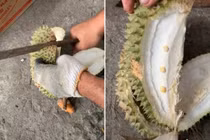 Bổ quả sầu riêng “khổng lồ”, thanh niên “chết lặng” đến phút cuối