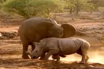 Video: Màn giao chiến kịch liệt giữa voi với đàn tê giác