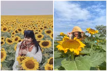 Cánh đồng hoa hướng dương ở Nghệ An hút giới trẻ check-in