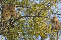 Báo đốm truy sát khỉ con trên cây