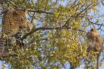 Báo đốm truy sát khỉ con trên cây