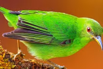 4 con giáp phúc lộc song toàn, tiền bạc hanh thông