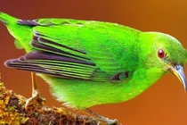 4 con giáp phúc lộc song toàn, tiền bạc hanh thông