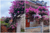 Cây hoa giấy chủ nhà quay mãi không hết ngọn gây xôn xao