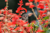 Ai sinh tháng Âm lịch này gặt hái nhiều cơ hội làm giàu