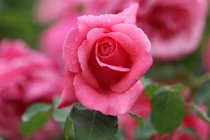 Nửa cuối tháng 6, 3 con giáp đến thời hoàng kim