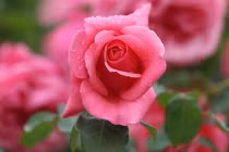 Nửa cuối tháng 6, 3 con giáp đến thời hoàng kim