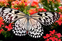 Quý cô sinh tháng Âm lịch này có hôn nhân mỹ mãn