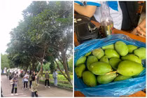 Vào mùa xoài, sinh viên thi nhau khoe “chiến lợi phẩm” cực hài hước