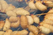 Loài lạ trông béo núc, ngoe nguẩy, hóa ra là đặc sản hiếm