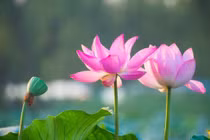 Bốn chòm sao, thời thế đảo ngược, đại vận đang đến gần