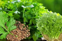 Loại rau thơm mọc tốt như cỏ dại không ngờ toàn thân là kho báu