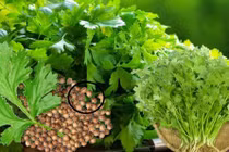 Loại rau thơm mọc tốt như cỏ dại không ngờ toàn thân là kho báu