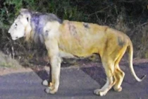 Xót xa hình ảnh cuối cùng của 'Vua sư tử' lừng danh một thời