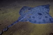 Cá đuối khổng lồ từ thời khủng long trên bờ vực tuyệt chủng