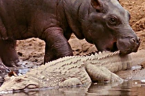 Hà mã con ‘vui tính’, xem cá sấu như đồ chơi 