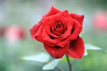 3 con giáp thông thái, cuối tháng 5 kiếm tiền về đầy túi