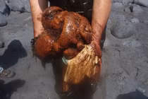 Cá voi chết dạt vào bờ, chuyên gia mổ bụng tá hỏa thấy báu vật 