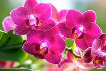 3 con giáp đón tin vui, tài lộc vượng phát trong 3 tháng tới