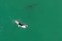 Video: Kỳ lạ, cá mập trắng vờn người lướt ván nhưng không tấn công