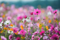 Ai sinh ngày Âm lịch này sáng suốt, thông minh