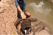 Thả câu ở đoạn sông nhỏ, người đàn ông kéo lên “quái thú" 