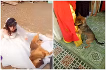 Cảm động cún cưng làm nũng cô chủ ngày lấy chồng gây sốt mạng