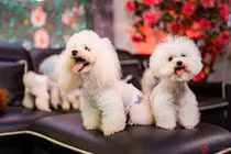 Chàng trai nuôi chó Poodle nổi tiếng Hà thành thu nhập trăm triệu