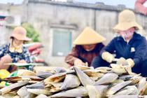 Trúng đậm 'lộc trời', ngư dân Hà Tĩnh kiếm tiền triệu mỗi ngày