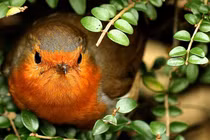 4 con giáp sự nghiệp thăng tiến, quý nhân bí mật phù trợ cuối 2022