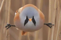 Loài chim này lại sở hữu 1 tuyệt kỹ "làm xiếc siêu đẳng"