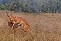 Chiến thuật nằm im chờ “tình yêu” tới của báo hoa mai