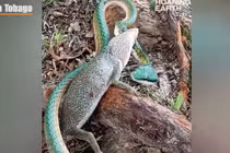 Bất ngờ cuộc quyết chiến giữa rắn và thằn lằn