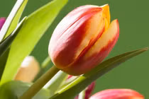 Sinh Âm lịch này, hiền lành, mẫu mực, về sau hưởng phúc lớn