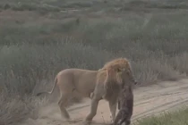 Lạc vào lãnh địa của sư tử, linh cẩu bị đối thủ xử tử