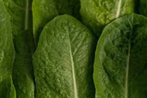 Loại xà lách nào thực sự là lựa chọn lành mạnh nhất cho nam giới