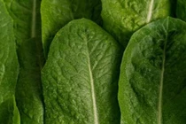 Loại xà lách nào thực sự là lựa chọn lành mạnh nhất cho nam giới