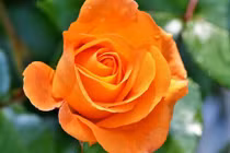 3 con giáp dám dũng cảm đương đầu, làm đâu thắng đó