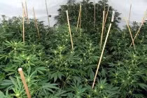 Trồng 500 cây cần sa giữa đồng ruộng Bắc Giang