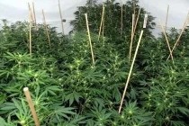 Trồng 500 cây cần sa giữa đồng ruộng Bắc Giang