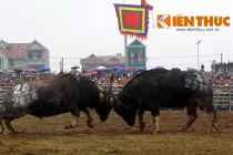 Trâu khắp cả nước về Thủ đô đánh nhau nảy lửa