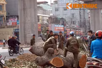 Dư luận phản ứng mạnh, Hà Nội chính thức dừng chặt cây xanh