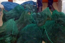 Rắn hổ mang chúa ngọ nguậy trên xe máy vào Thủ đô